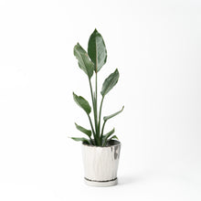 画像をギャラリービューアに読み込む, ストレリチア・レギネ 5号 オリジナル陶器ポットセット 【SHEL'TTER GREENのおしゃれな植木鉢でお届け】