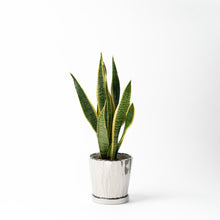 画像をギャラリービューアに読み込む, サンスベリア 5号 オリジナル陶器ポットセット 【SHEL'TTER GREENのおしゃれな植木鉢でお届け】