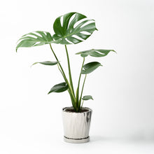 画像をギャラリービューアに読み込む, モンステラ・アダンソニー 5号 オリジナル陶器ポットセット 【SHEL'TTER GREENのおしゃれな植木鉢でお届け】