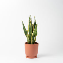 画像をギャラリービューアに読み込む, サンスベリア 5号 リサイクルポットMIXセット【SHEL'TTER GREENのおしゃれな植木鉢でお届け】