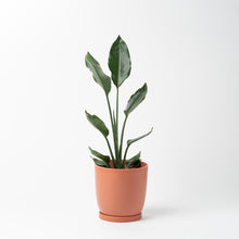 画像をギャラリービューアに読み込む, ストレリチア・レギネ 5号 リサイクルポットMIXセット【SHEL'TTER GREENのおしゃれな植木鉢でお届け】