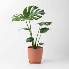 画像をギャラリービューアに読み込む, モンステラ・アダンソニー 5号 リサイクルポットMIXセット【SHEL'TTER GREENのおしゃれな植木鉢でお届け】