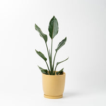 画像をギャラリービューアに読み込む, ストレリチア・レギネ 5号 リサイクルポットMIXセット【SHEL'TTER GREENのおしゃれな植木鉢でお届け】