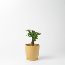 画像をギャラリービューアに読み込む, パキラ 5号 リサイクルポットMIXセット【SHEL'TTER GREENのおしゃれな植木鉢でお届け】