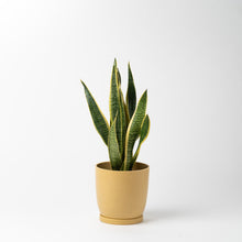 画像をギャラリービューアに読み込む, サンスベリア 5号 リサイクルポットMIXセット【SHEL'TTER GREENのおしゃれな植木鉢でお届け】