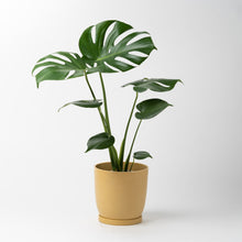 画像をギャラリービューアに読み込む, モンステラ・アダンソニー 5号 リサイクルポットMIXセット【SHEL'TTER GREENのおしゃれな植木鉢でお届け】