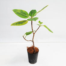画像をギャラリービューアに読み込む, フィカス・アルテシーマ 6号 高さ約60~80cm 沖縄の観葉植物 No.34-37