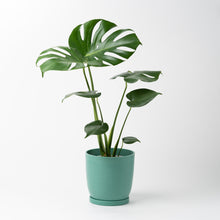 画像をギャラリービューアに読み込む, モンステラ・アダンソニー 5号 リサイクルポットMIXセット【SHEL'TTER GREENのおしゃれな植木鉢でお届け】