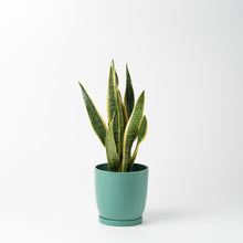 画像をギャラリービューアに読み込む, サンスベリア 5号 リサイクルポットMIXセット【SHEL'TTER GREENのおしゃれな植木鉢でお届け】