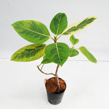 画像をギャラリービューアに読み込む, フィカス・アルテシーマ 6号 高さ約60~80cm 沖縄の観葉植物 No.34-37