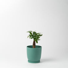 画像をギャラリービューアに読み込む, パキラ 5号 リサイクルポットMIXセット【SHEL'TTER GREENのおしゃれな植木鉢でお届け】