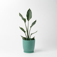 画像をギャラリービューアに読み込む, ストレリチア・レギネ 5号 リサイクルポットMIXセット【SHEL'TTER GREENのおしゃれな植木鉢でお届け】