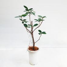 画像をギャラリービューアに読み込む, 【一点物】フィカス・ジャンボリーフ 6号 沖縄観葉 高さ 約100cm No.32