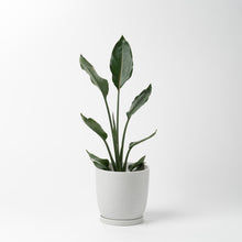 画像をギャラリービューアに読み込む, ストレリチア・レギネ 5号 リサイクルポットMIXセット【SHEL'TTER GREENのおしゃれな植木鉢でお届け】