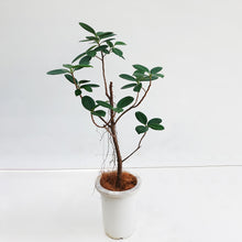 画像をギャラリービューアに読み込む, 【一点物】フィカス・ジャンボリーフ 6号 沖縄観葉 高さ 約100cm No.32