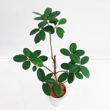 画像をギャラリービューアに読み込む, 【一点物】フィカス・ジャンボリーフ 6号 沖縄観葉 高さ 約100cm No.32