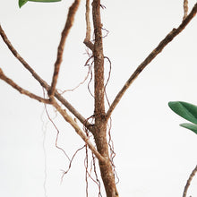 画像をギャラリービューアに読み込む, 【一点物】フィカス・ジャンボリーフ 6号 沖縄観葉 高さ 約100cm No.32