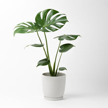 画像をギャラリービューアに読み込む, モンステラ・アダンソニー 5号 リサイクルポットMIXセット【SHEL'TTER GREENのおしゃれな植木鉢でお届け】