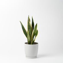 画像をギャラリービューアに読み込む, サンスベリア 5号 リサイクルポットMIXセット【SHEL'TTER GREENのおしゃれな植木鉢でお届け】