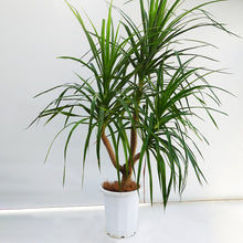 画像をギャラリービューアに読み込む, 【一点物】ドラセナ・カンボジアーナ 10号 沖縄観葉 高さ 約180cm No.62