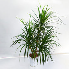画像をギャラリービューアに読み込む, 【一点物】ドラセナ・カンボジアーナ 10号 沖縄観葉 高さ 約180cm No.62