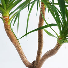 画像をギャラリービューアに読み込む, 【一点物】ドラセナ・カンボジアーナ 10号 沖縄観葉 高さ 約180cm No.62