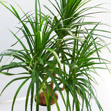 画像をギャラリービューアに読み込む, 【一点物】ドラセナ・カンボジアーナ 10号 沖縄観葉 高さ 約180cm No.62