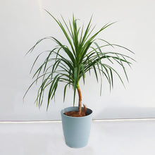 画像をギャラリービューアに読み込む, ドラセナ・カンボジアーナ 8号 沖縄の観葉植物 高さ 約130cm