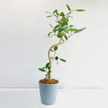 画像をギャラリービューアに読み込む, 【一点物】フィカス・ベンガレンシス 8号 高さ約140cm 沖縄の観葉植物 No.533