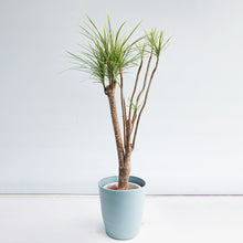 画像をギャラリービューアに読み込む, 【一点物】ドラセナコンシンネ・ホワイボリー 8号 高さ約130cm 沖縄の観葉植物 No.216