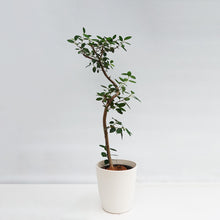 画像をギャラリービューアに読み込む, 【一点物】フランスゴムの木 8号 高さ約120cm沖縄観葉 No.582