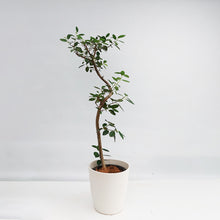 画像をギャラリービューアに読み込む, 【一点物】フランスゴムの木 8号 高さ約120cm沖縄観葉 No.582