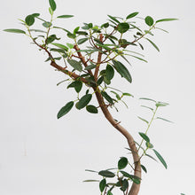 画像をギャラリービューアに読み込む, 【一点物】フランスゴムの木 8号 高さ約120cm沖縄観葉 No.582