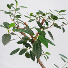 画像をギャラリービューアに読み込む, 【一点物】フランスゴムの木 8号 高さ約120cm沖縄観葉 No.582