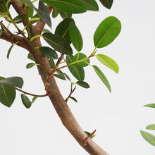 画像をギャラリービューアに読み込む, 【一点物】フランスゴムの木 8号 高さ約120cm沖縄観葉 No.582