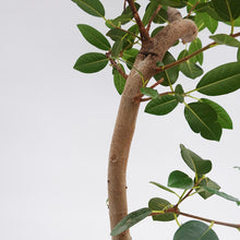 画像をギャラリービューアに読み込む, 【一点物】フランスゴムの木 8号 高さ約120cm沖縄観葉 No.582