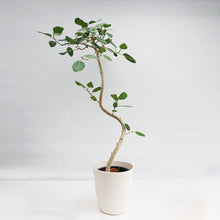 画像をギャラリービューアに読み込む, 【一点物】フィカス・ベンガレンシス 8号 高さ140cm 沖縄観葉 No.540