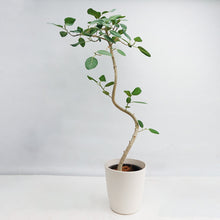 画像をギャラリービューアに読み込む, 【一点物】フィカス・ベンガレンシス 8号 高さ140cm 沖縄観葉 No.540