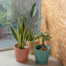 画像をギャラリービューアに読み込む, ストレリチア・レギネ 5号 リサイクルポットMIXセット【SHEL'TTER GREENのおしゃれな植木鉢でお届け】