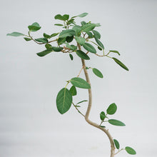 画像をギャラリービューアに読み込む, 【一点物】フィカス・ベンガレンシス 8号 高さ140cm 沖縄観葉 No.540