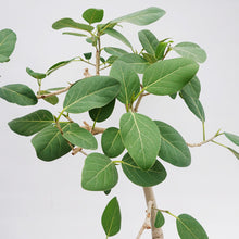 画像をギャラリービューアに読み込む, 【一点物】フィカス・ベンガレンシス 8号 高さ140cm 沖縄観葉 No.540