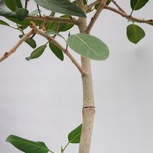 画像をギャラリービューアに読み込む, 【一点物】フィカス・ベンガレンシス 8号 高さ140cm 沖縄観葉 No.540
