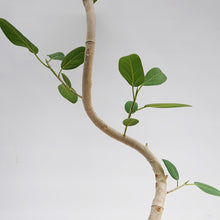 画像をギャラリービューアに読み込む, 【一点物】フィカス・ベンガレンシス 8号 高さ140cm 沖縄観葉 No.540