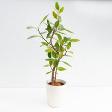 画像をギャラリービューアに読み込む, 【一点物】フィカス・アルテシーマ 8号 沖縄の観葉植物 高さ約140cm No.121a