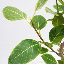 画像をギャラリービューアに読み込む, 【一点物】フィカス・アルテシーマ 8号 沖縄の観葉植物 高さ約140cm No.121a