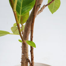 画像をギャラリービューアに読み込む, 【一点物】フィカス・アルテシーマ 8号 沖縄の観葉植物 高さ約140cm No.121a