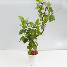 画像をギャラリービューアに読み込む, 【一点物】フィカス・アルテシーマ 10号 高さ約160cm No.76 ※注意事項あり