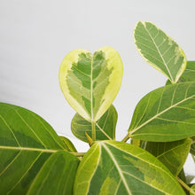 画像をギャラリービューアに読み込む, 【一点物】フィカス・アルテシーマ 10号 高さ約160cm No.76 ※注意事項あり