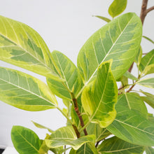 画像をギャラリービューアに読み込む, 【一点物】フィカス・アルテシーマ 10号 高さ約160cm No.76 ※注意事項あり