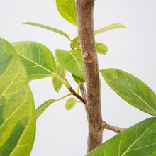 画像をギャラリービューアに読み込む, 【一点物】フィカス・アルテシーマ 10号 高さ約160cm No.76 ※注意事項あり